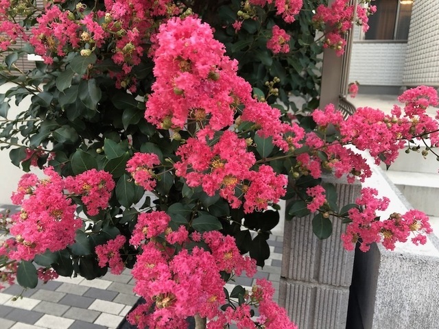 2022Jul24-Flower1 - 1.jpeg
