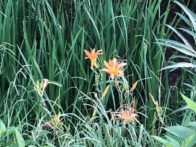 2022Jul24-Flower2 - 1.jpeg