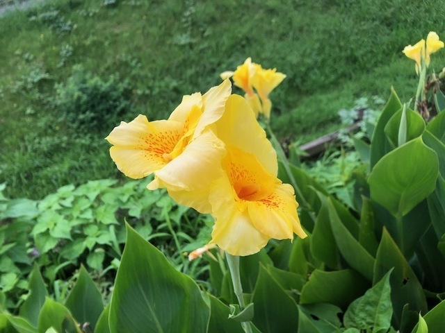 2022Sep4-Flower1 - 1.jpeg