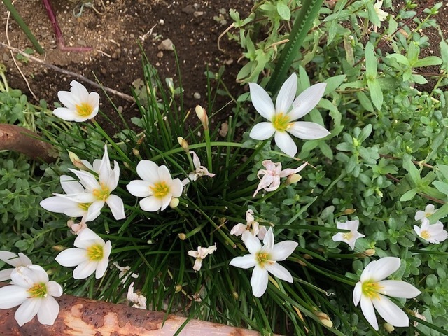 2022Sep4-Flower2 - 1.jpeg