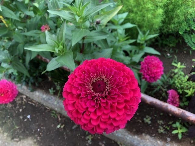 2022Sep4-Flower3 - 1.jpeg