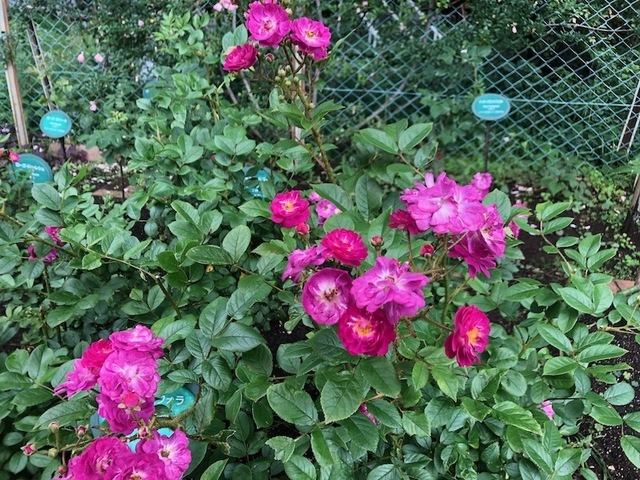 2023May20-Flower10 - 1.jpeg