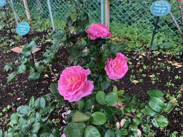 2023May20-Flower11 - 1.jpeg