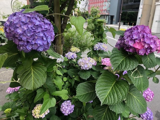 2023May20-Flower1 - 1.jpeg