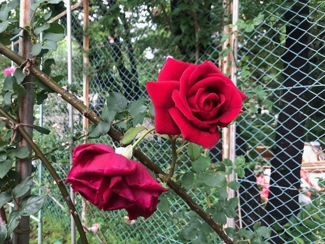 2023May20-Flower12 - 1.jpeg