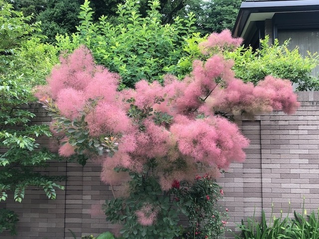 2023May20-Flower2 - 1.jpeg