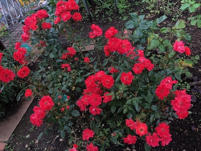 2023May20-Flower5 - 1.jpeg