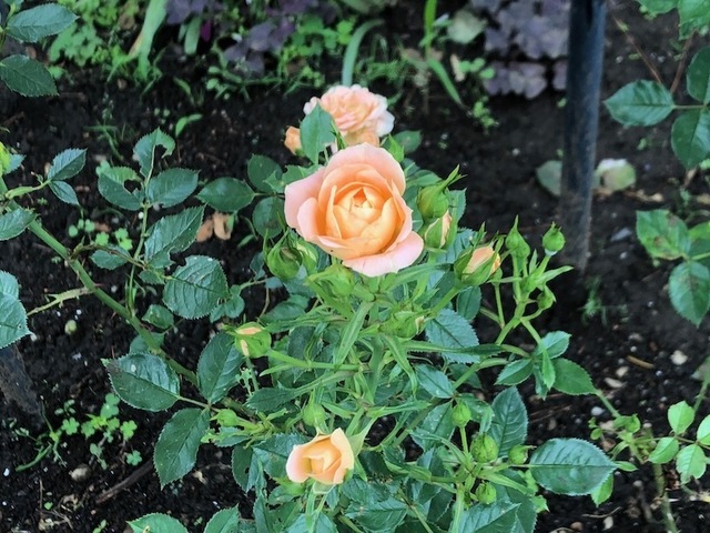 2023May20-Flower6 - 1.jpeg