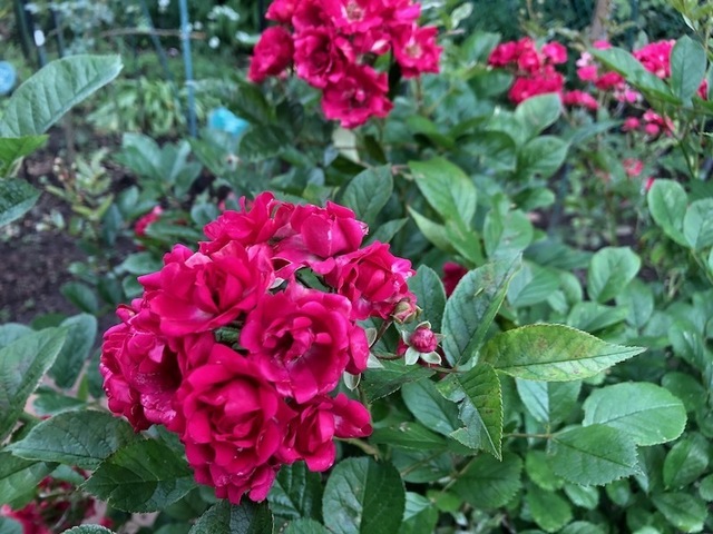 2023May20-Flower7 - 1.jpeg