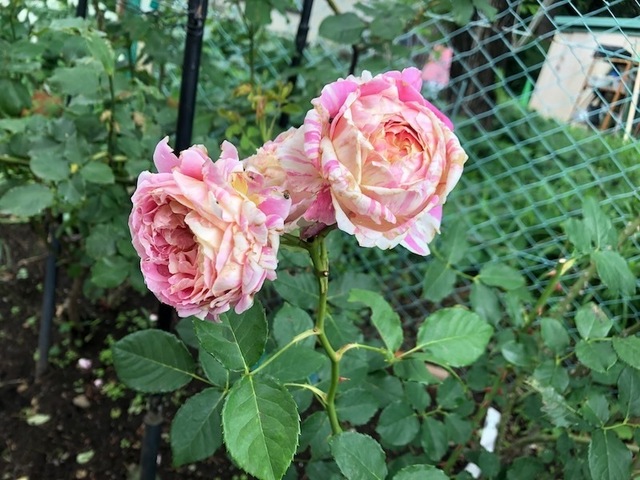 2023May20-Flower8 - 1.jpeg