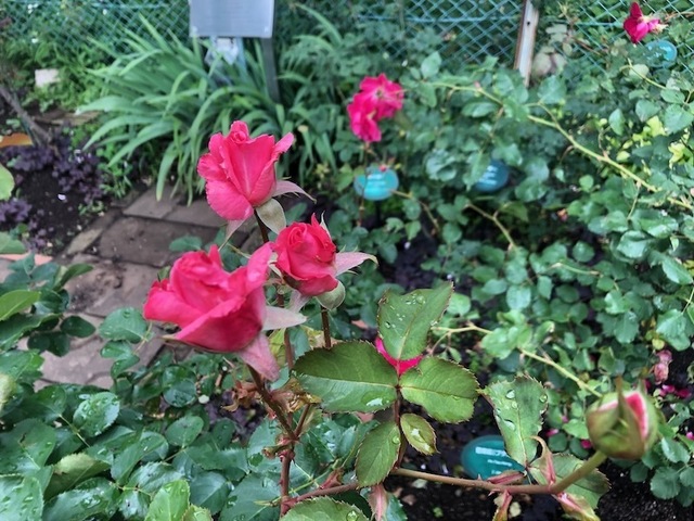 2023May20-Flower9 - 1.jpeg