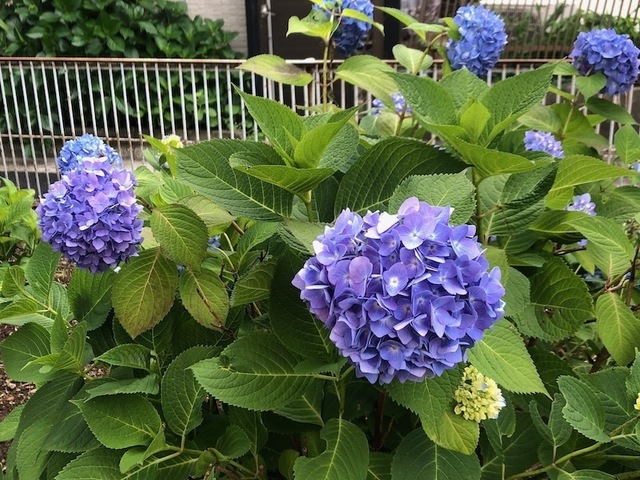 2023May21-Flower10 - 1.jpeg