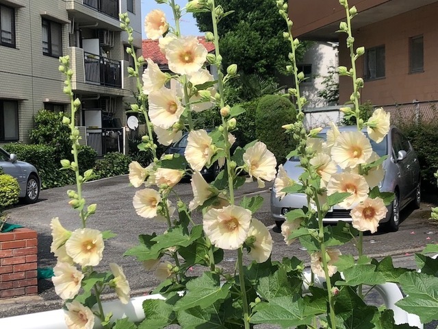 2023May21-Flower1 - 1.jpeg
