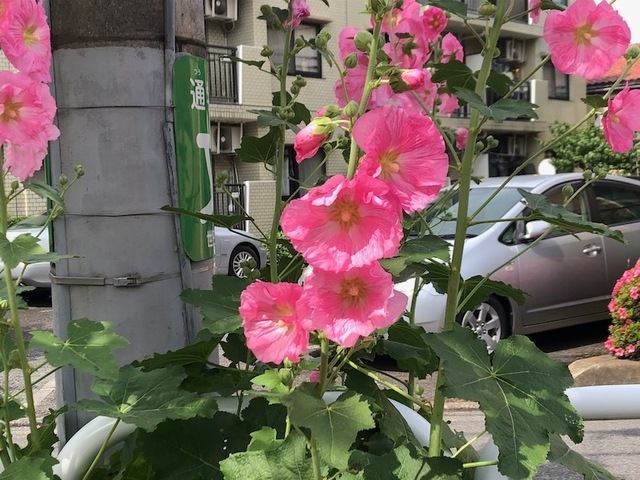 2023May21-Flower2 - 1.jpeg