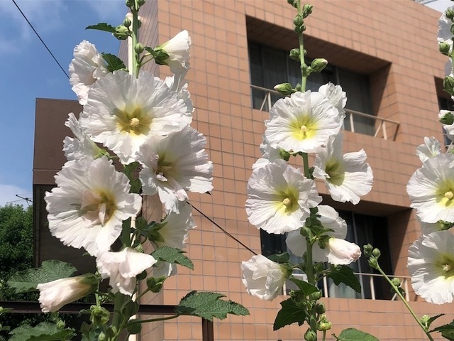 2023May21-Flower3 - 1.jpeg