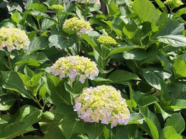 2023May21-Flower4 - 1.jpeg