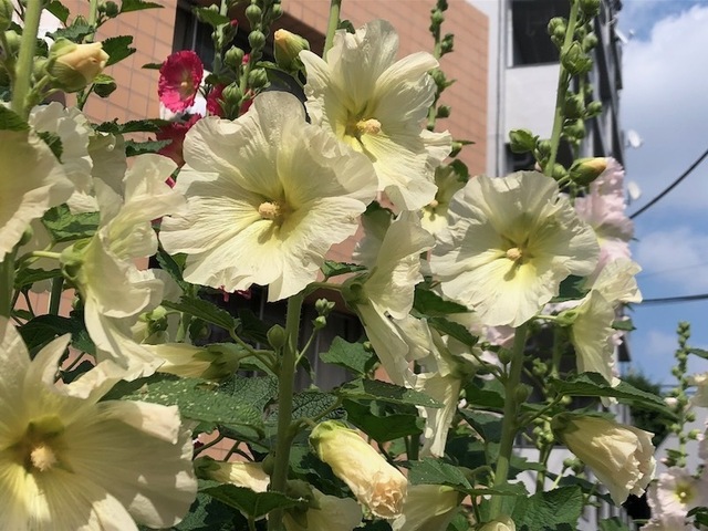 2023May21-Flower5 - 1.jpeg