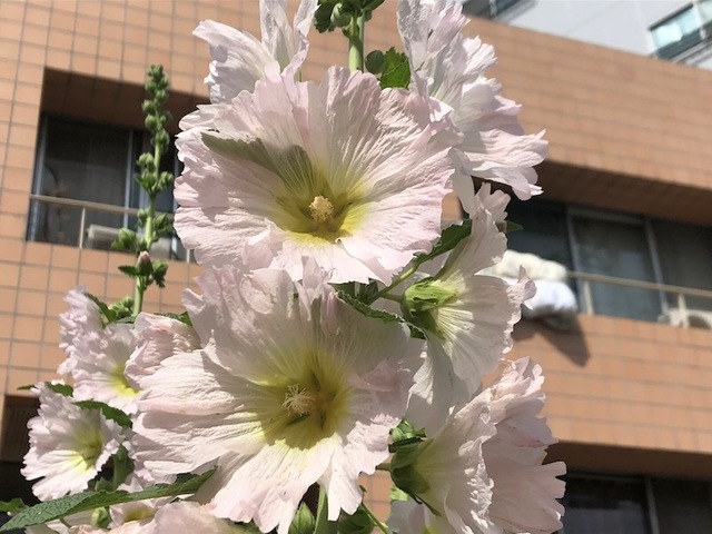 2023May21-Flower6 - 1.jpeg