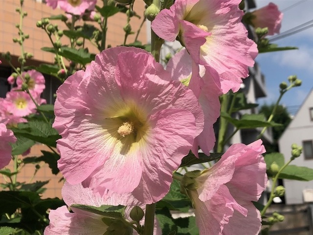 2023May21-Flower7 - 1.jpeg