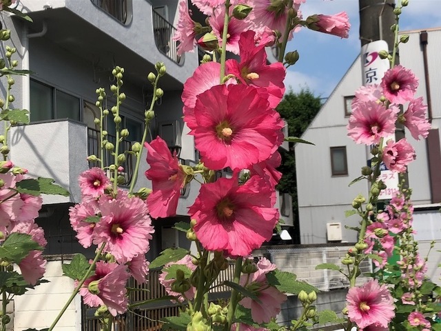 2023May21-Flower8 - 1.jpeg