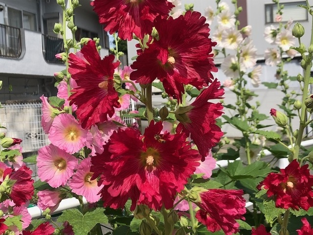 2023May21-Flower9 - 1.jpeg