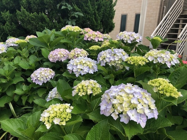 2023May25-Flower1 - 1.jpeg
