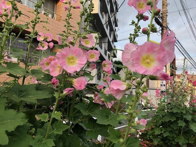 2023May25-Flower2 - 1.jpeg