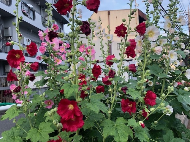 2023May25-Flower3 - 1.jpeg