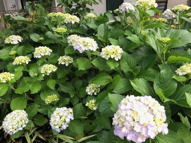 2023May25-Flower4 - 1.jpeg