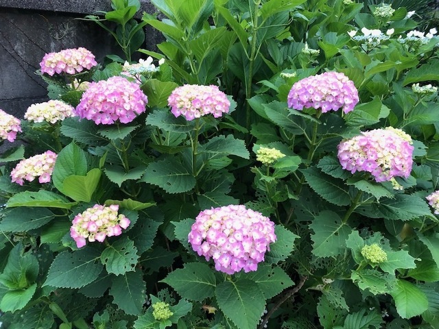 2023May25-Flower5 - 1.jpeg