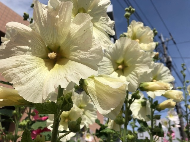 2023May28-Flower10 - 1.jpeg