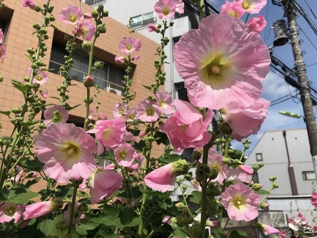 2023May28-Flower11 - 1.jpeg