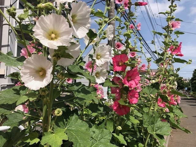 2023May28-Flower12 - 1.jpeg