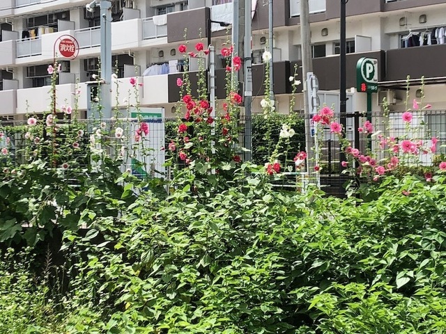 2023May28-Flower4 - 1.jpeg