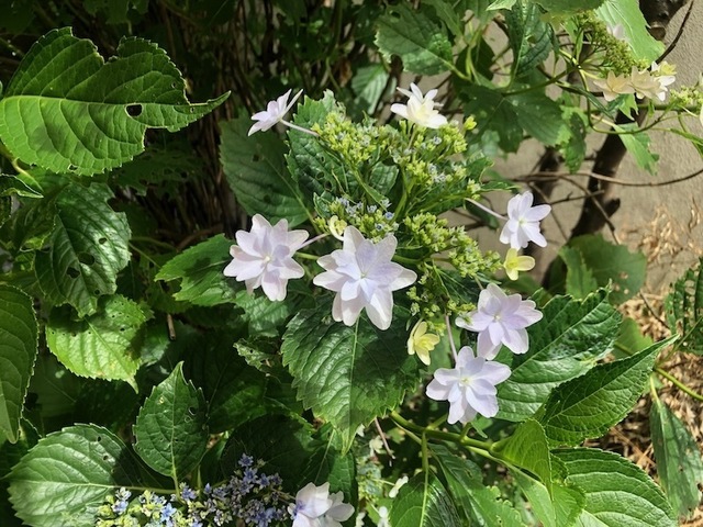 2023May28-Flower5 - 1.jpeg