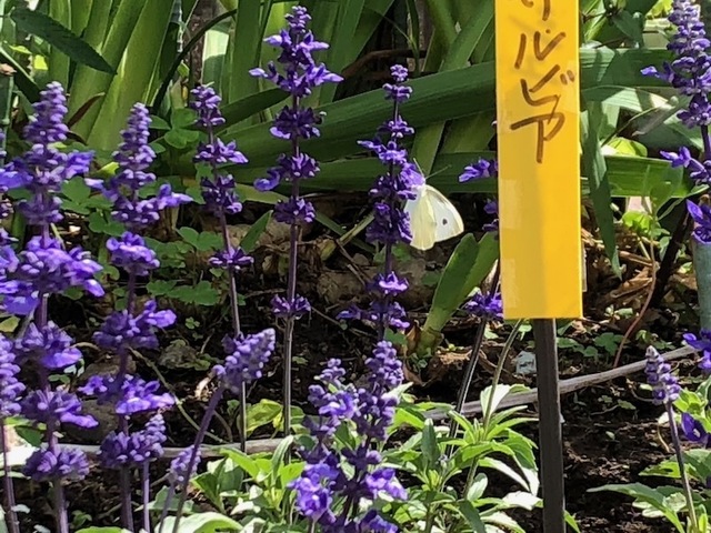 2023May28-Flower7 - 1.jpeg