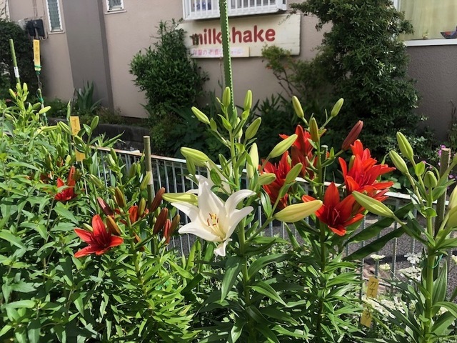 2023May28-Flower8 - 1.jpeg
