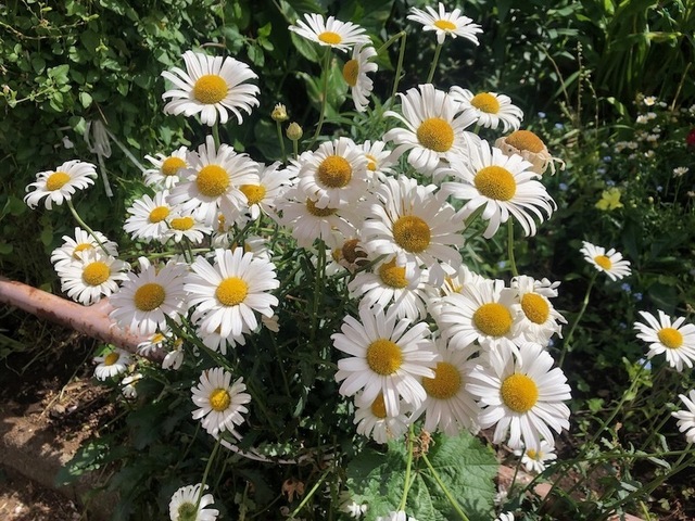 2023May28-Flower9 - 1.jpeg
